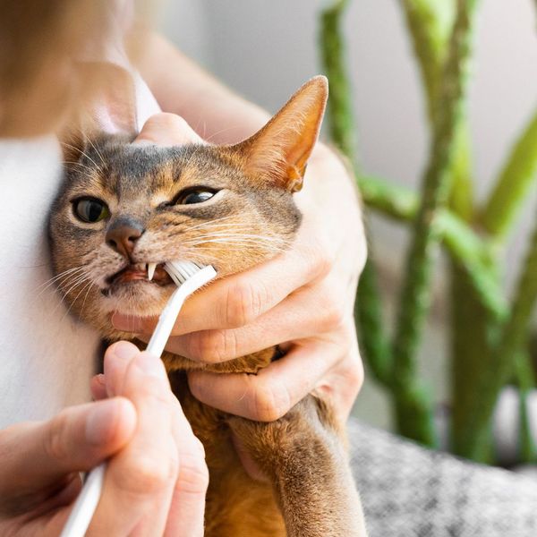 Dental Tips For Cats - Contact Us For Cat Dental Care - Veterinary